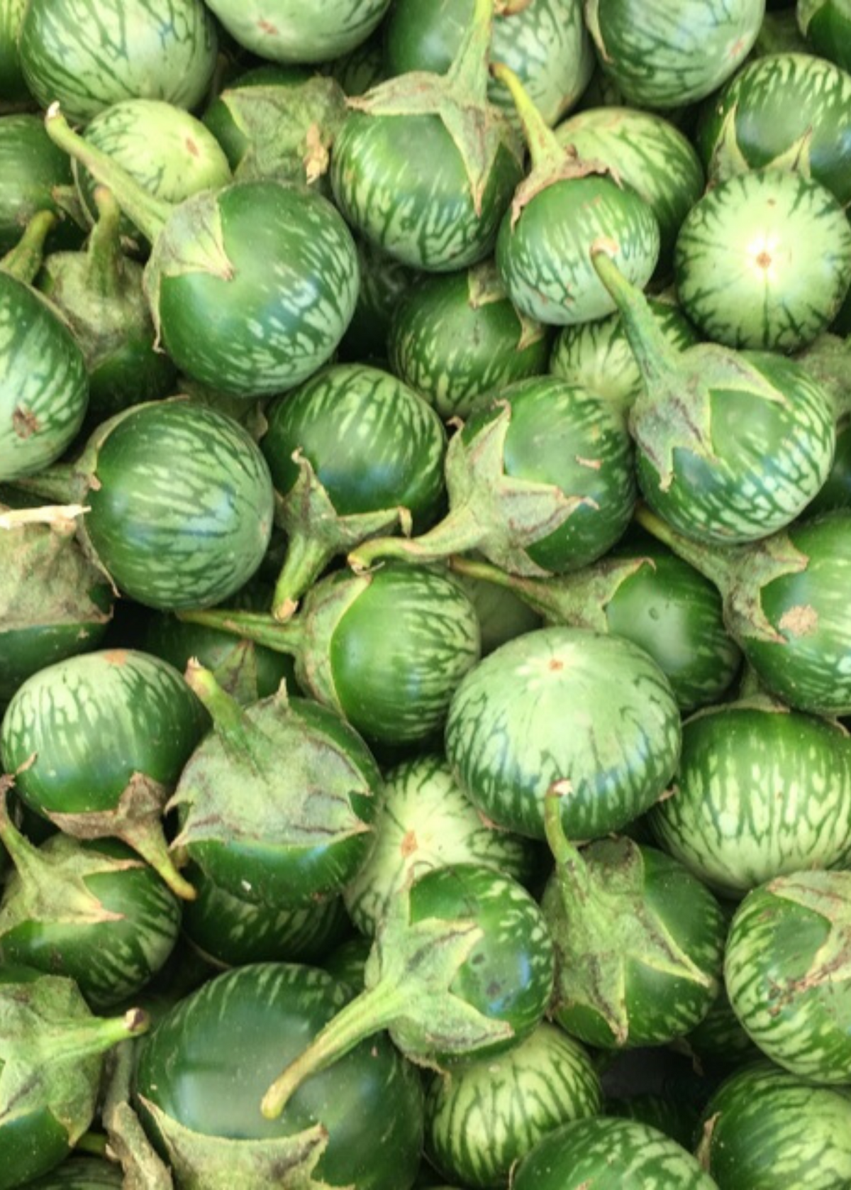 Thai Eggplant — Live Vegetable Plant