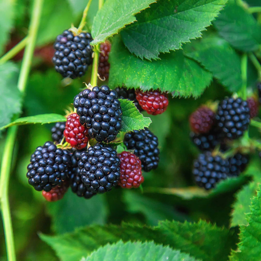 Thornless Blackberry Bush — Easy-Pick Berry Plant live plant