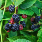 Thornless Blackberry Bush — Easy-Pick Berry Plant live plant