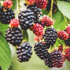 Thornless Blackberry Bush — Easy-Pick Berry Plant live plant