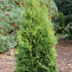 Private Jet™ Arborvitae