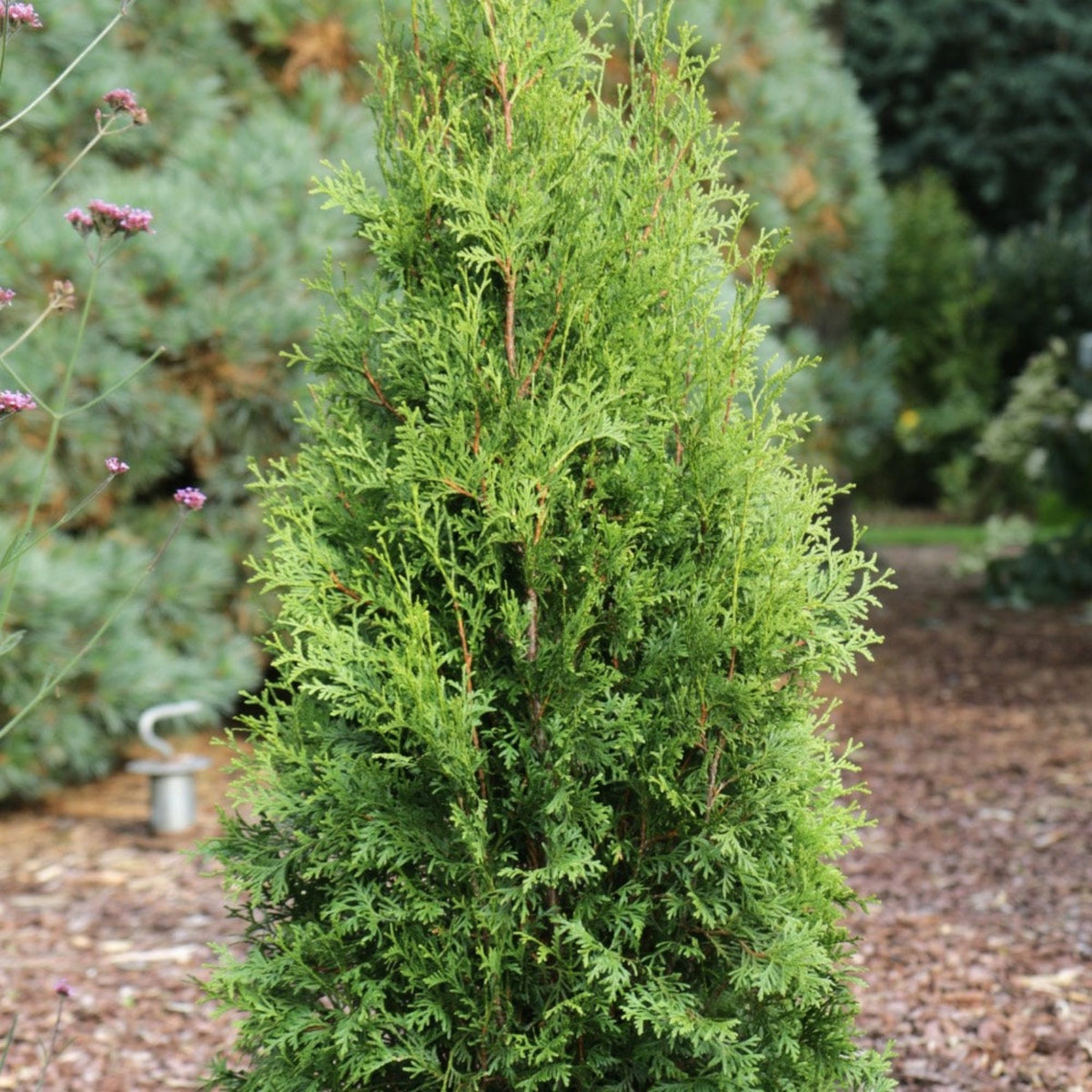 Private Jet™ Arborvitae
