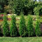 Private Jet™ Arborvitae