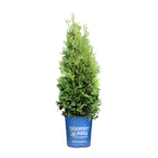 Private Jet™ Arborvitae