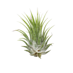 Tillandsia Air Plant Ionantha - 25 Pack