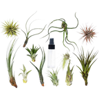 Tillandsia Air Plant Variety Pack w/ Spray Bottle