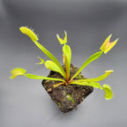 Venus flytrap (Dionaea muscipula) 'B52' x 'Ginormous'