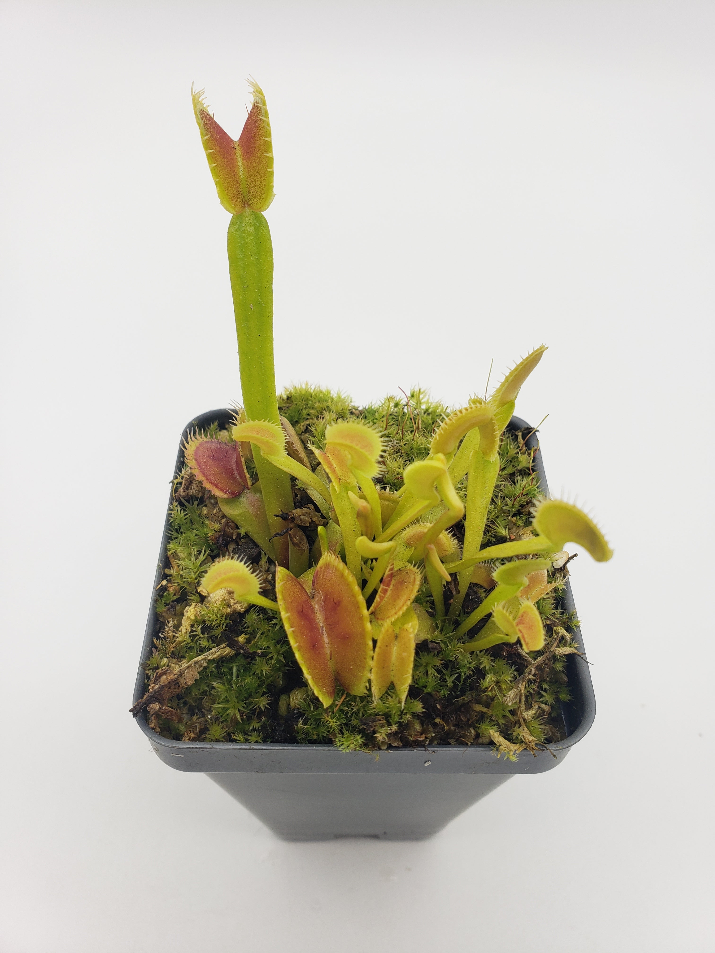 Venus flytrap (Dionaea muscipula) "Dente"