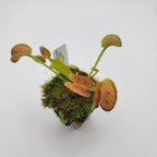 Venus flytrap (Dionaea muscipula) "FTS Trigger Happy"