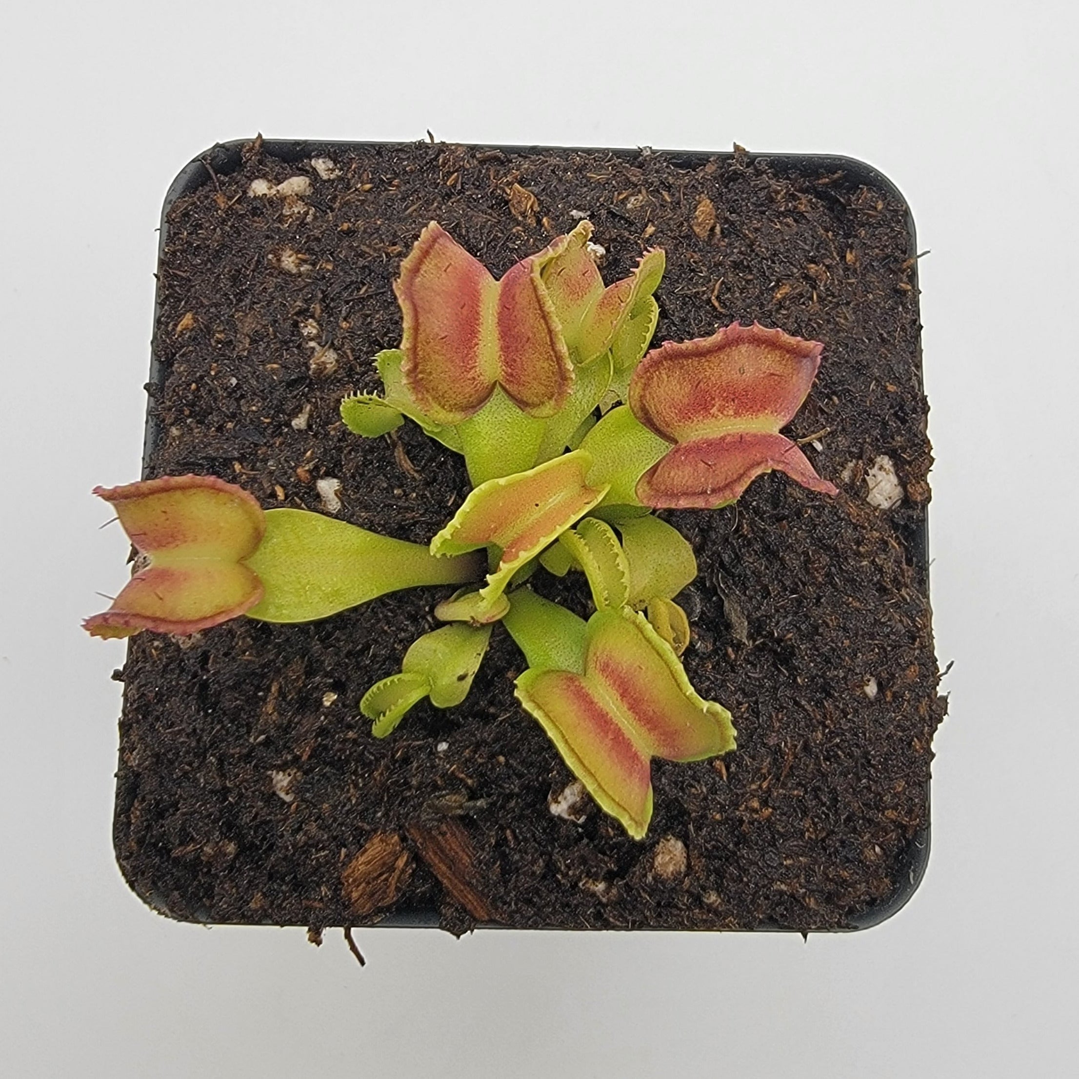 Venus flytrap (Dionaea muscipula) "GJ Giant Cudo"