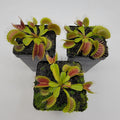 Venus flytrap (Dionaea muscipula) 'Low Giant' x 'Jaws smiley'