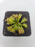 Venus flytrap (Dionaea muscipula) 'Moon Trap'