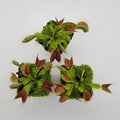 Venus flytrap (Dionaea muscipula) "Pinnacle" x 'DC-XL'