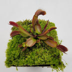 Venus flytrap (Dionaea muscipula) 'Red Fused Petiole'