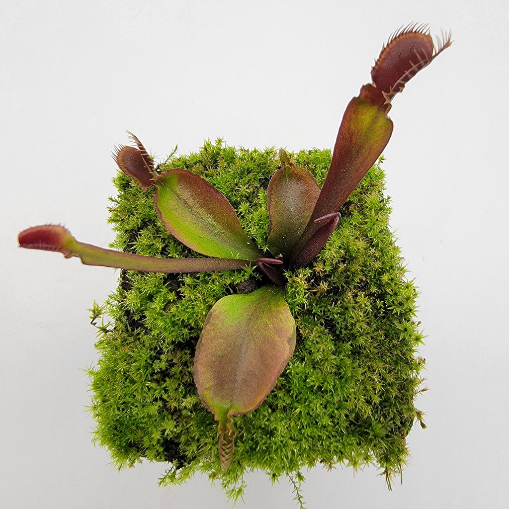 Venus flytrap (Dionaea muscipula) 'Red Fused Petiole'