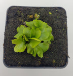 Venus flytrap (Dionaea muscipula) "GJ Rose"