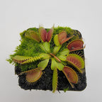 Venus flytrap (Dionaea muscipula) 'South West Giant'
