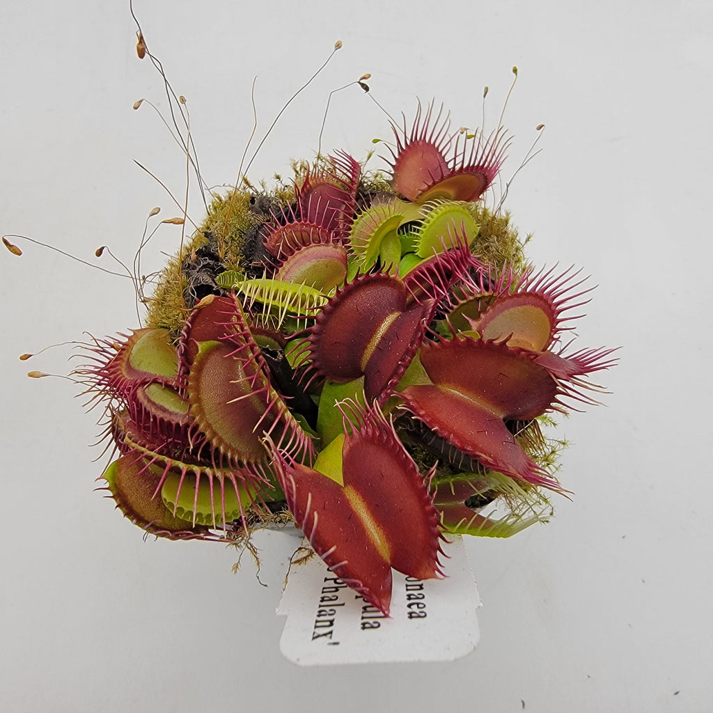 Venus flytrap (Dionaea muscipula) 'GJ Phalanx'
