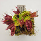 Venus flytrap (Dionaea muscipula) 'GJ Phalanx'