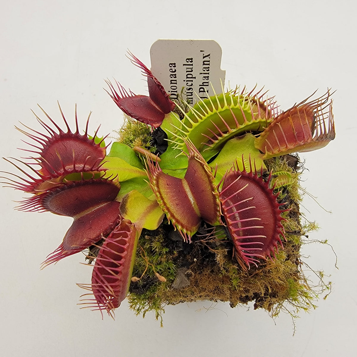 Venus flytrap (Dionaea muscipula) 'GJ Phalanx'