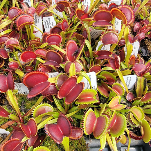 Venus flytrap (Dionaea muscipula) 'FTS Flaming Lips'