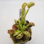 Venus flytrap (Dionaea muscipula) 'Crispy Sun'