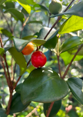 Cedar Bay Cherry — Eugenia reinwardtiana