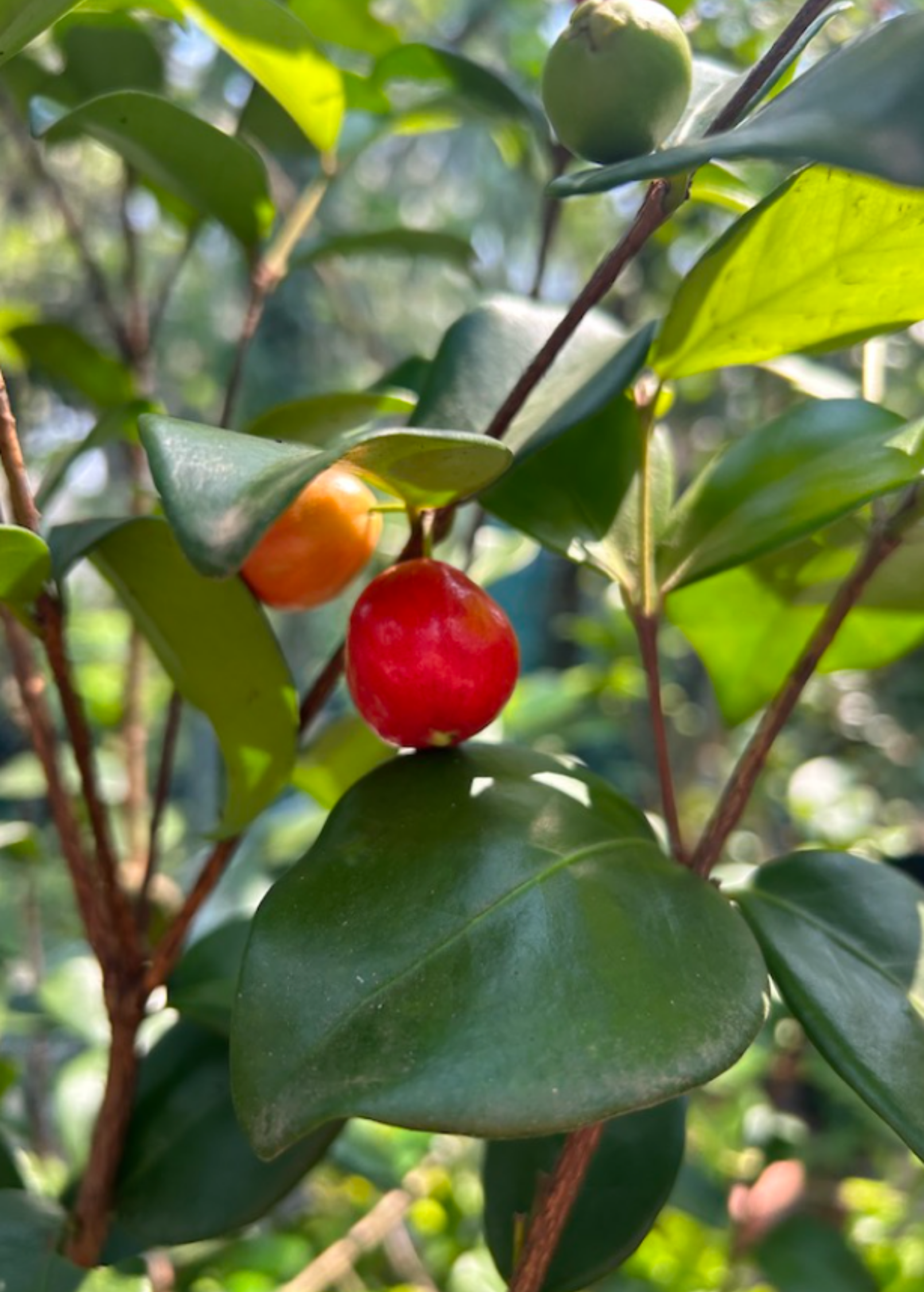 Cedar Bay Cherry — Eugenia reinwardtiana