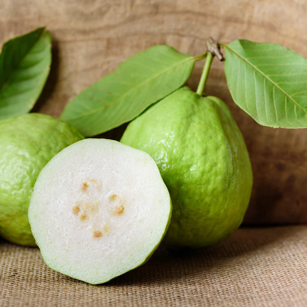 White Guava Tree — Tropical Fruit Tree live plant