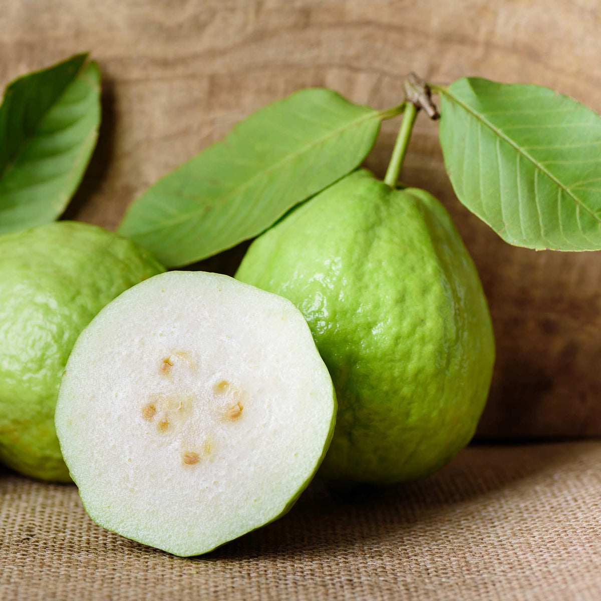 White Guava Tree — Tropical Fruit Tree live plant