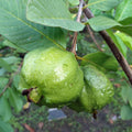 White Guava Tree — Tropical Fruit Tree