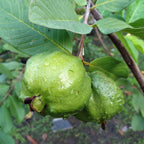 White Guava Tree — Tropical Fruit Tree live plant