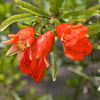 Wonderful Pomegranate Tree — Self-Pollinating Fruit Tree live plant