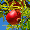 Wonderful Pomegranate Tree — Self-Pollinating Fruit Tree