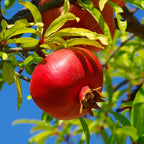 Wonderful Pomegranate Tree — Self-Pollinating Fruit Tree live plant