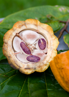 Yellow Cacao Tree — Theobroma cacao