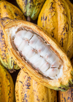 Yellow Cacao Tree — Theobroma cacao