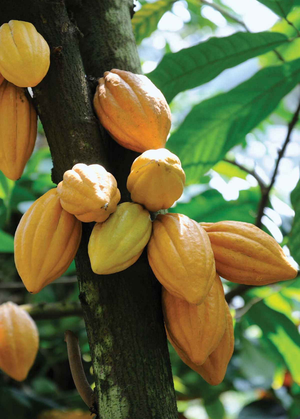 Yellow Cacao Tree — Theobroma cacao