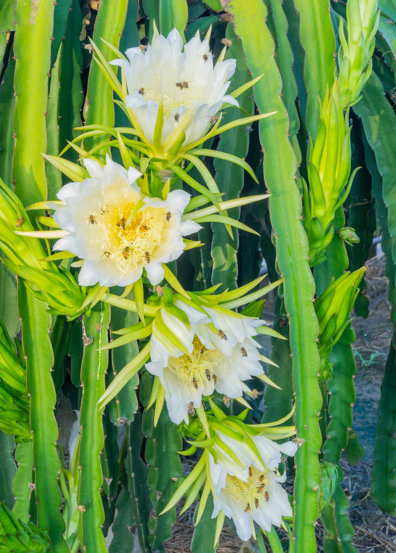 Yellow Dragon Fruit Plant live plant - additional view 3