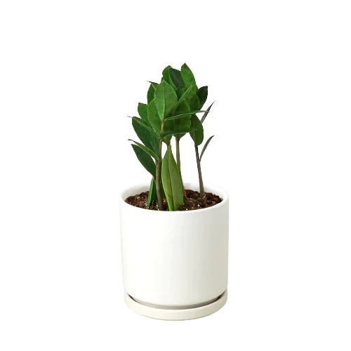 ZZ Plant — Low-Light, Easy-Care Houseplant live plant