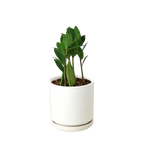 ZZ Plant — Low-Light, Easy-Care Houseplant live plant