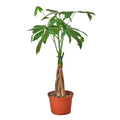 Money Tree 'Guiana Chestnut' Pachira Braid — 4-Inch Pot