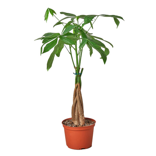 Money Tree 'Guiana Chestnut' Pachira Braid — 4-Inch Pot