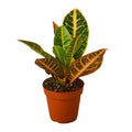 Petra Croton — Colorful Tropical Houseplant