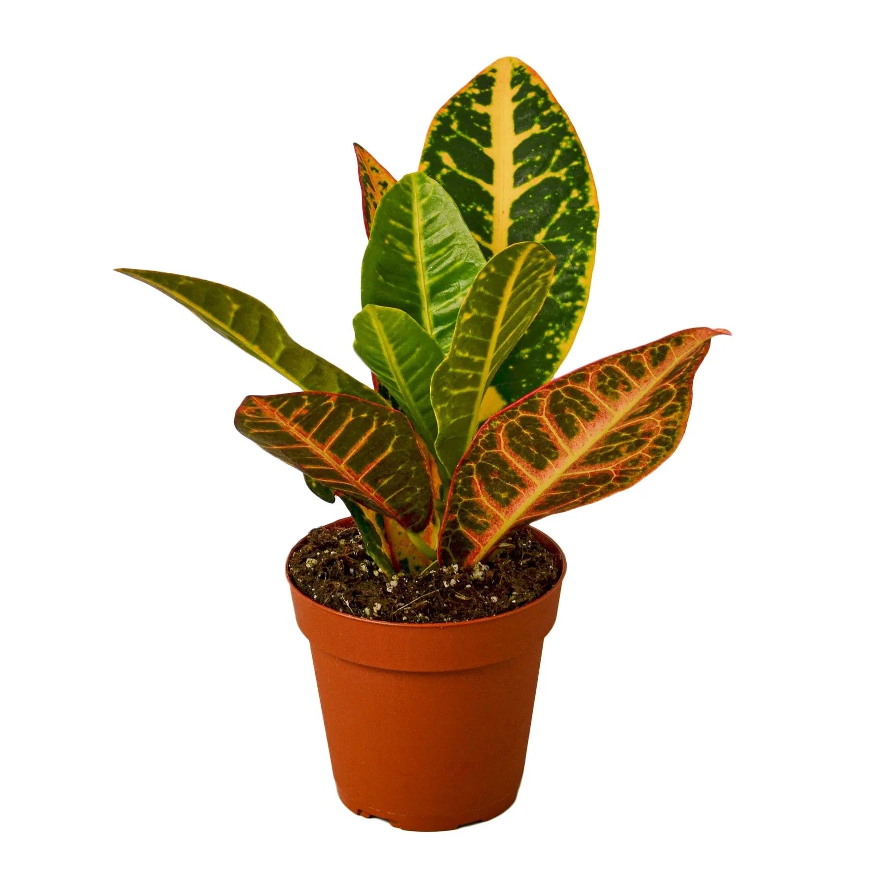 Petra Croton — Colorful Tropical Houseplant live plant