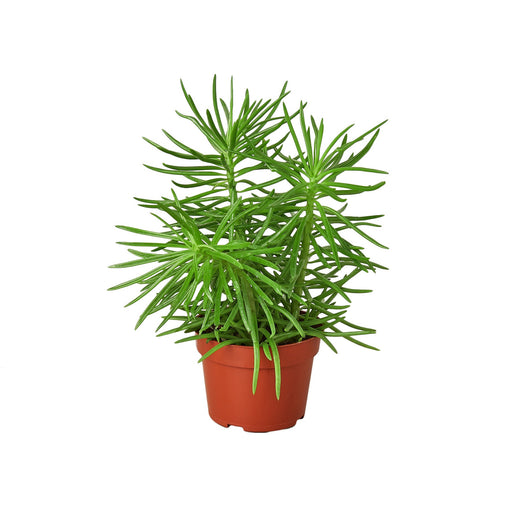 Succulent Senecio 'Himalayan' — 4-Inch Pot