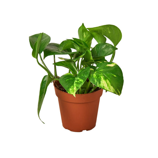 Pothos 'Golden' — 4-Inch Pot