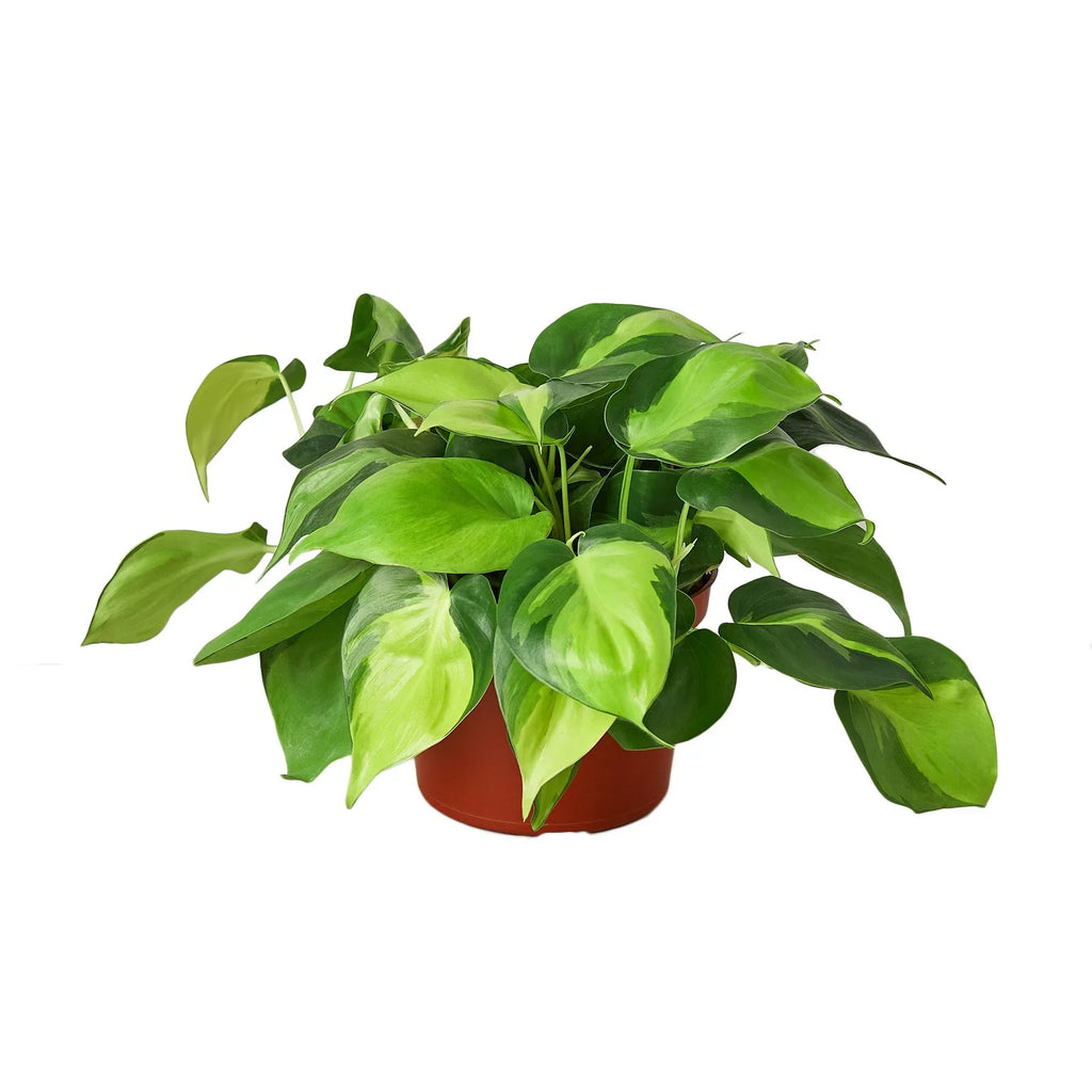 Philodendron Brasil — Variegated Trailing Plant live plant