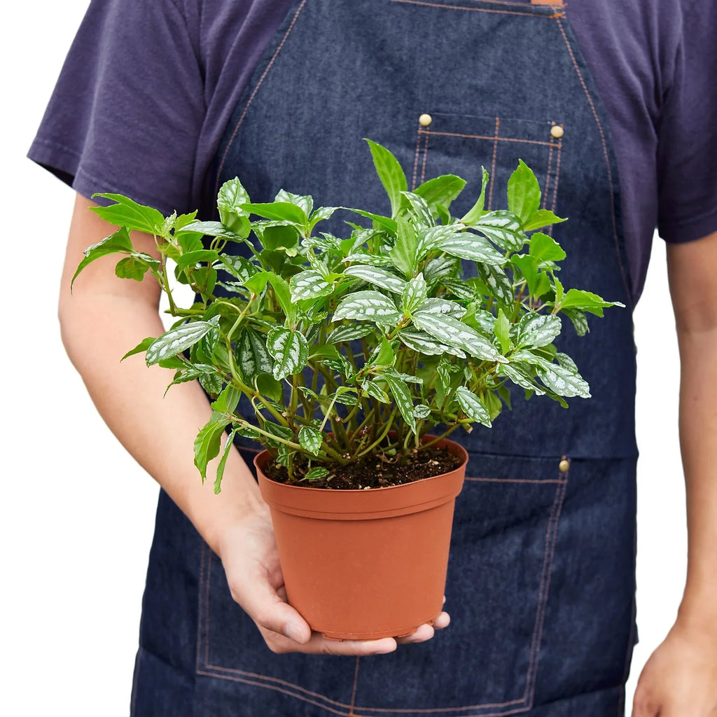Aluminum Plant — Pilea Cadierei live plant