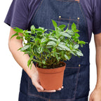 Aluminum Plant — Pilea Cadierei live plant